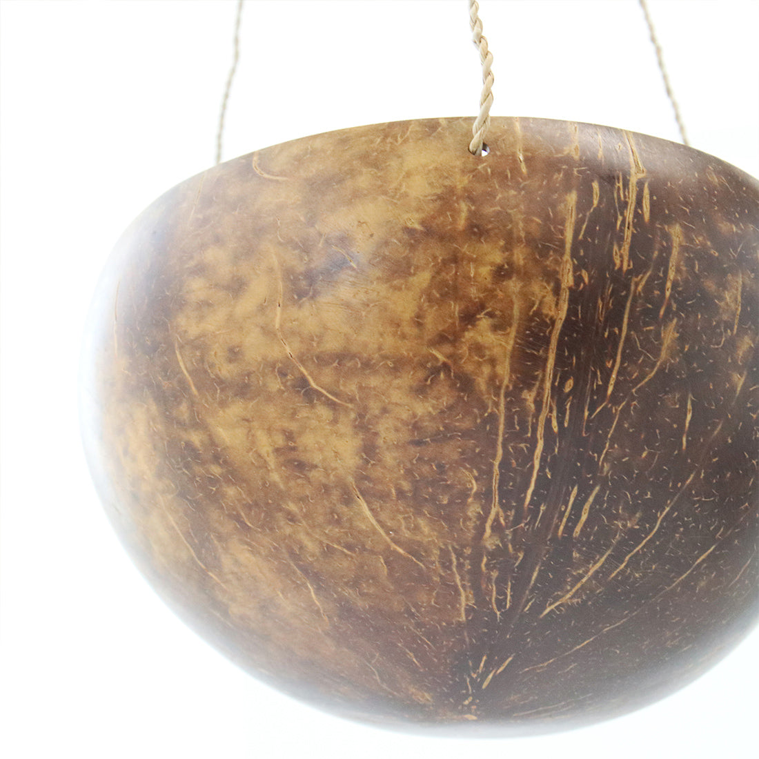 ココナッツ 椰子の実