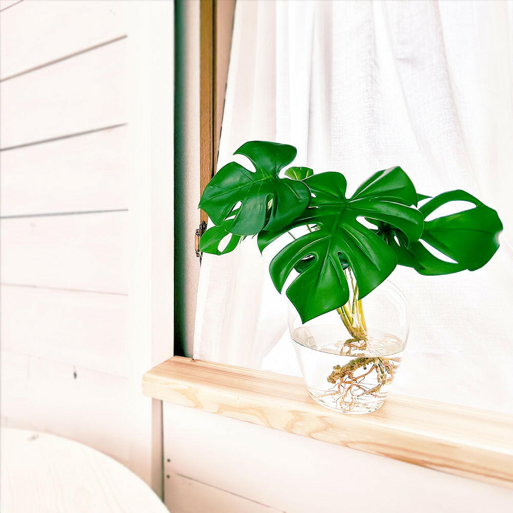 枯れない インテリアモンステラの葉っぱ