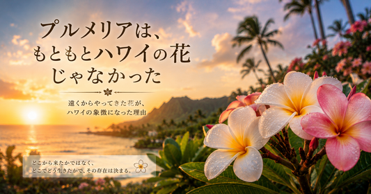 プルメリアはハワイ原産じゃない
