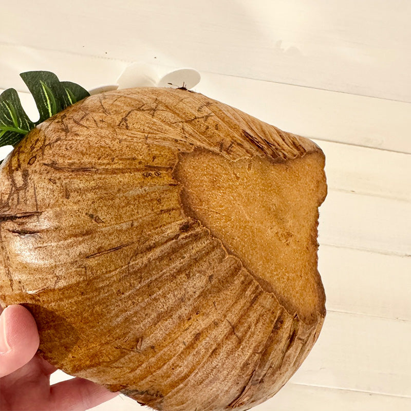 本物のココナッツの実 インテリア