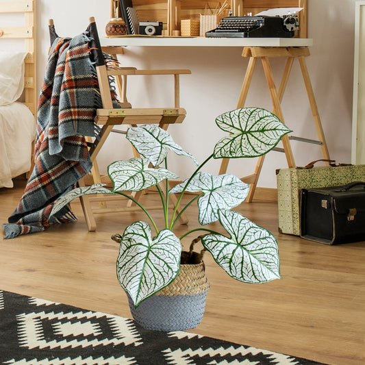 CALADIUM FAKE
